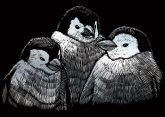   Képkarcoló készlet karctűvel - 13x18 cm - Ezüst - Pingvinek